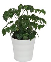 Kamerplant Radermachera Sinica – Smaragdboom - ± 20cm hoog – 12 cm diameter - in witte pot