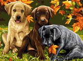 Eagle® Schilderen op Nummer Volwassenen - Prachtige Honden - Gespannen op Houten Frame - 50x40cm