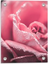 Tuinposter – Roze Roos - 30x40cm Foto op Tuinposter  (wanddecoratie voor buiten en binnen)