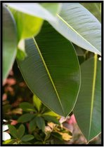 Poster Ficus - 30x40 cm - Natuur Poster - WALLLL