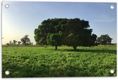 Tuinposter – Twee Bomen in Grasveld - 60x40cm Foto op Tuinposter  (wanddecoratie voor buiten en binnen)