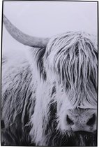 WOONENZO - Schilderij Schotse hooglander - dierenkop - schilderij dieren