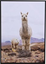 WOONENZO - Schilderij alpaca - dierenkop - canvas schilderij