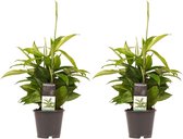 Duo 2 x Dracaena Surculosa