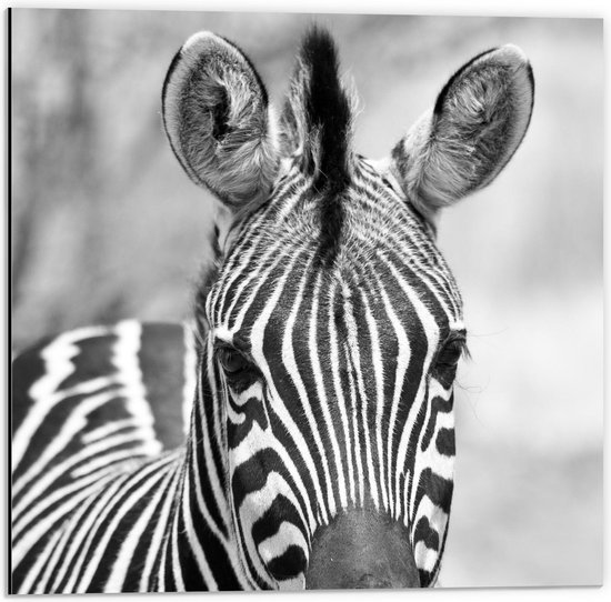 Dibond - Voorkant Zebra Zwart - Wit - 50x50cm Foto op Aluminium (Wanddecoratie van metaal)
