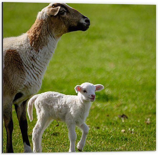 Dibond - Schaap met Lammetje in het Gras - 50x50cm Foto op Aluminium (Wanddecoratie van metaal)