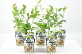 Mini Fruitplanten - set van 5 stuks Vaccinium corymbosum 'Goldtraube' - hoogte 30-40 cm