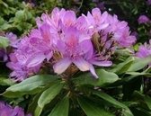 Rhododendron Ponticum 40-60 cm en pot
