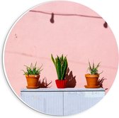 Forex Wandcirkel - Roze Potjes tegen Muur - 20x20cm Foto op Wandcirkel (met ophangsysteem)