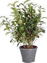 Camellia Sinensis - Theeplant in 4 liter pot met planthoogte 50cm