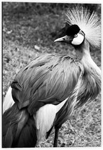 Dibond - Kraanvogel in het Zwart/Wit - 40x60cm Foto op Aluminium (Met Ophangsysteem)