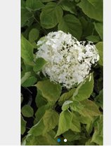 Hydrangea arborescens 'Incrediball' (Strong Annabelle) - Hortensia witte bolbloem in 3 liter pot