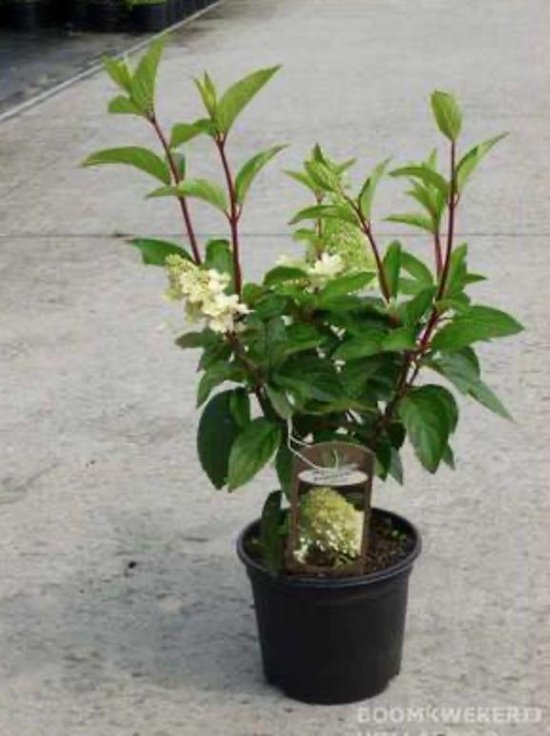 1 x Hydrangea Paniculata 'Limelight' - Hortensia 40-50 cm in pot