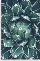 Made on Friday - Poster  Green Succulent  40 x 50 cm -  ( 250 gr./m2)