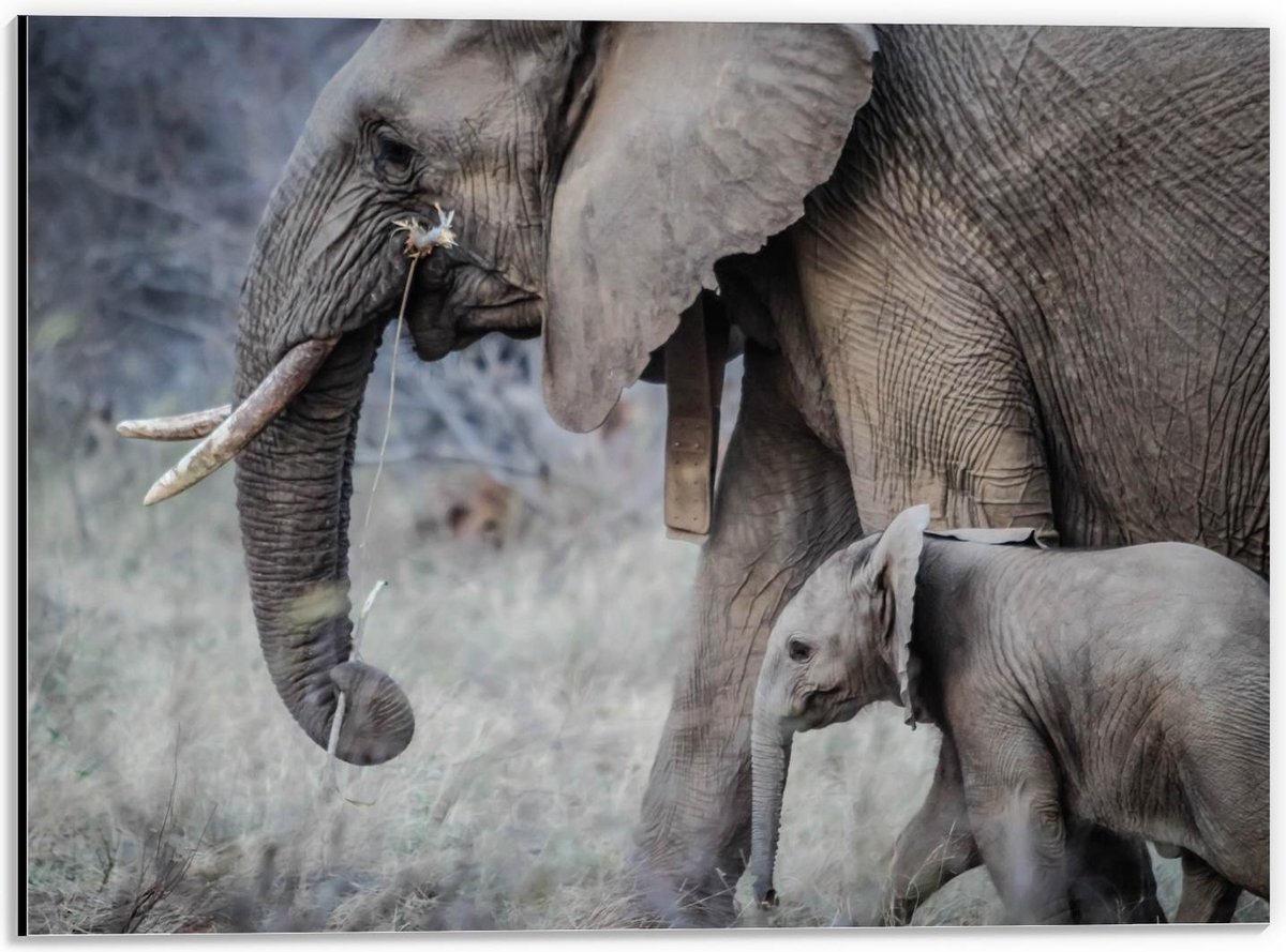 Dibond - Moeder met Baby Olifant - 40x30cm Foto op Aluminium (Wanddecoratie van metaal)