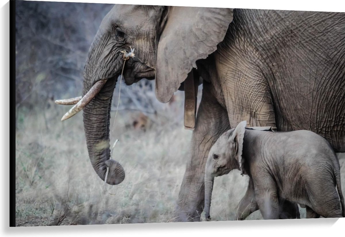 Canvas - Moeder met Baby Olifant - 120x80cm Foto op Canvas Schilderij (Wanddecoratie op Canvas)