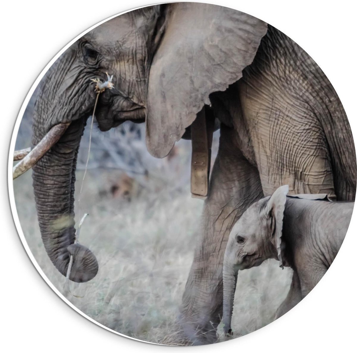 Forex Wandcirkel - Moeder met Baby Olifant - 20x20cm Foto op Wandcirkel (met ophangsysteem)