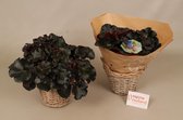 Groene plant - Bladbegonia Black Jungle  ⌀17 cm - Hoogte ↕30 cm - Inclusief siermand - Vers uit eigen kwekerij!
