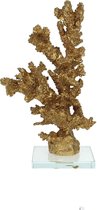 Gouden Koraal
