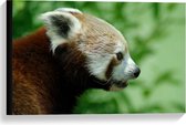 Canvas  - Rode Panda - 60x40cm Foto op Canvas Schilderij (Wanddecoratie op Canvas)