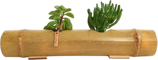 Bamboez bloembak/plantenbak binnen - c.a. ↕ 8 cm ↔ 40 cm Ø 6 cm - Duurzaam  - 100%... | bol.com