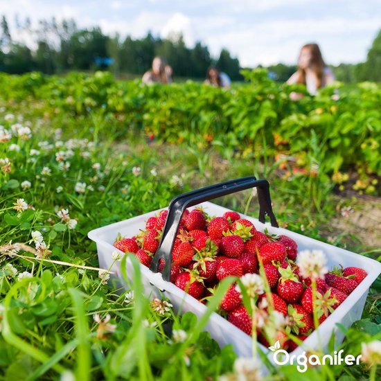 Meelwormenmest kopen – Natuurlijke bodemverbeteraar Meelwormenmest kopen – Natuurlijke bodemverbeteraar