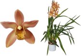 Orchidee van Botanicly – Cymbidium Wilhelmina – Hoogte: 50 cm, 1 tak