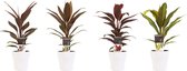 Kamerplanten van Botanicly – 4 × Cordyline Fruticosa Kiwi, Cordyline Fruticosa Mambo, Cordyline Fruticosa Tango, Cordyline Fruticosa Rumba incl. sierpot wit als set – Hoogte: 40 cm
