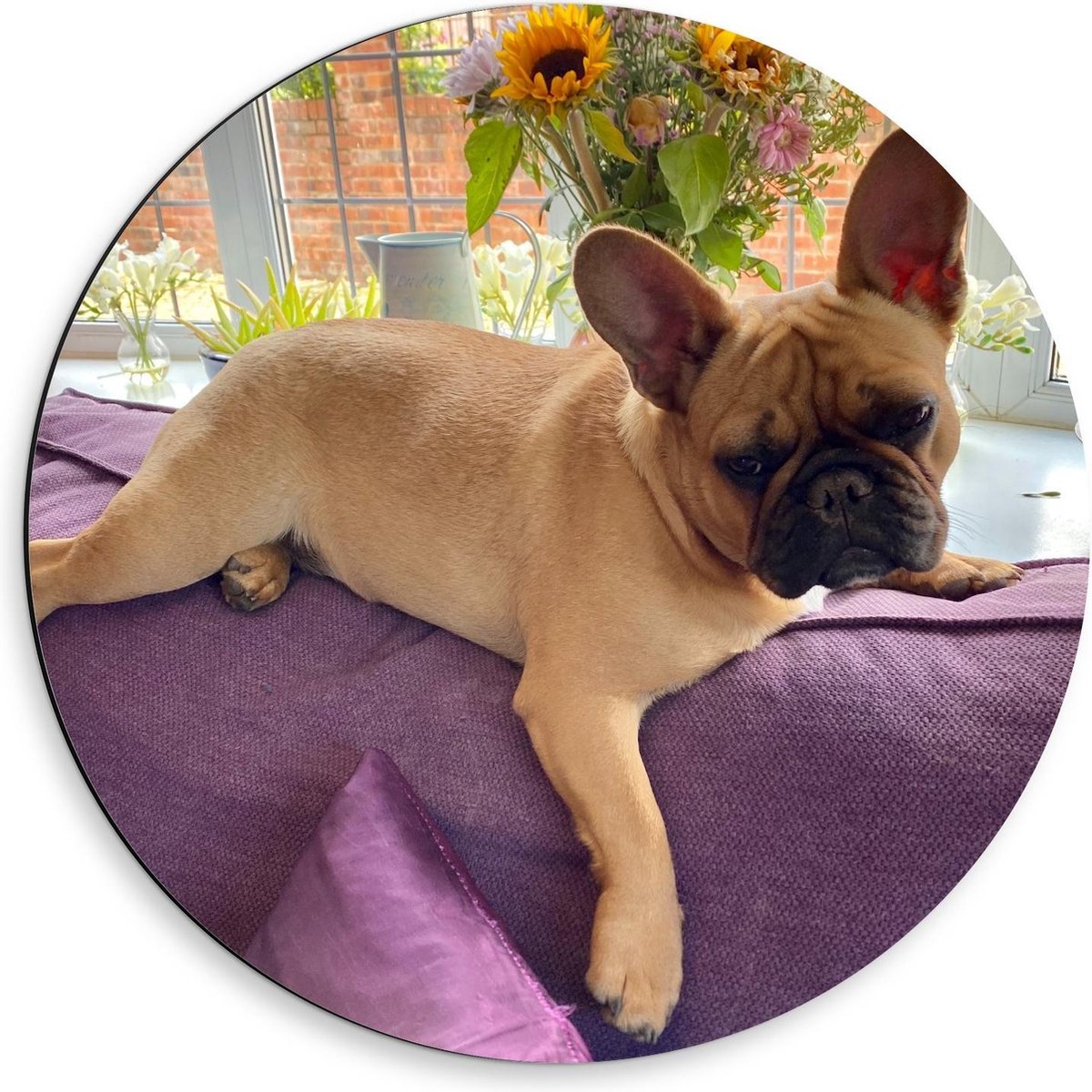 Dibond Wandcirkel - Sip kijkende Frenchie Hond op Paarse Bank - 50x50cm Foto op Aluminium 