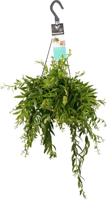 Hangplant | Super mooi hangplant voor binnen | Lipstickplant of Lippenstiftplant | Deze Aeschynanthus staat bekend als een van de mooiste hangplanten met een bijnaam om te zoenen | Hangplantje
