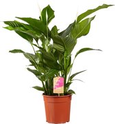 Kamerplant van Botanicly – Lepelplant  – Hoogte: 105 cm – Spathiphyllum Sweet Lauretta