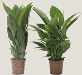 Kamerplant van Botanicly – Lepelplant – Hoogte: 75 cm – Spathiphyllum Vivaldi