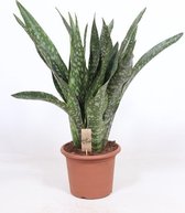 Kamerplant van Botanicly – Vrouwentongen – Hoogte: 100 cm – Sansevieria Jiboia