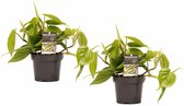 Kamerplanten van Botanicly – 2 × Philodendron scandens – Hoogte: 15 cm