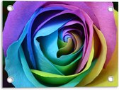 Tuinposter – Gekleurde Roos - 40x30cm Foto op Tuinposter  (wanddecoratie voor buiten en binnen)