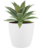 Cactus van Botanicly – Mangave Lavender Lady incl. sierpot wit als set – Hoogte: 15 cm