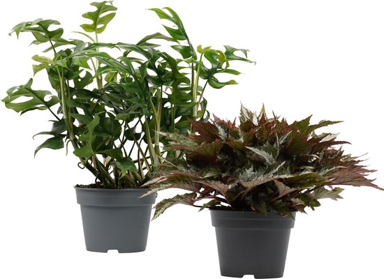 Kamerplanten van Botanicly – 2 × Begonia sumatra Green, Philodendron Trophy  – Hoogte:... 