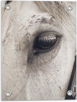 Tuinposter – Oog van Wit Paard - 30x40cm Foto op Tuinposter  (wanddecoratie voor buiten en binnen)