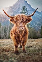 Highland Cow  - 60x40cm - VIERKANT – HQ Diamond Painting volledig dekkend - Diamant Schilderen  voor Volwassenen – Dieren -  schotse hooglander