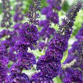 4 x Buddleja davidii 'Black Knight' Vlinderstruik in C2 pot met hoogte 20-30cm