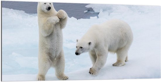 Dibond - Twee IJsberen op het IJs  - 200x100cm Foto op Aluminium (Met Ophangsysteem)