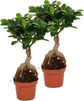 2x Kamerplant Ficus Ginseng - Bonsai plant - ± 30cm hoog - 12cm diameter