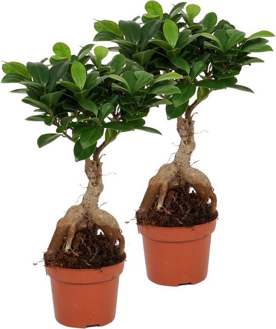 regel roman zuiverheid 2x Kamerplant Ficus Ginseng - Bonsai plant - ± 30cm hoog - 12cm diameter |  bol.com
