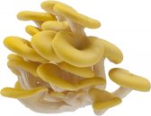 Duurzaam kado: Growkit / kweekset voor oesterzwammen op koffiedik (2 STUKS)