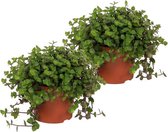 Set van 2 Kamerplanten - Callisia Turtle - Schildpadplant - ± 20cm hoog - 12cm diameter