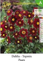 3 knollen TOPMIX DAHLIA PAARS