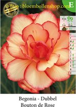 10 knollen DUBBELE BEGONIAS BOUTON DE ROSE