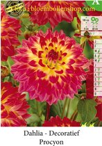 3 knollen DECORATIEF DAHLIA PROCYON