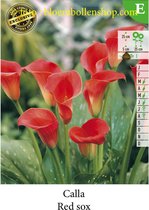 2 knollen CALLA_ZANTEDESCHIA MAG. RED