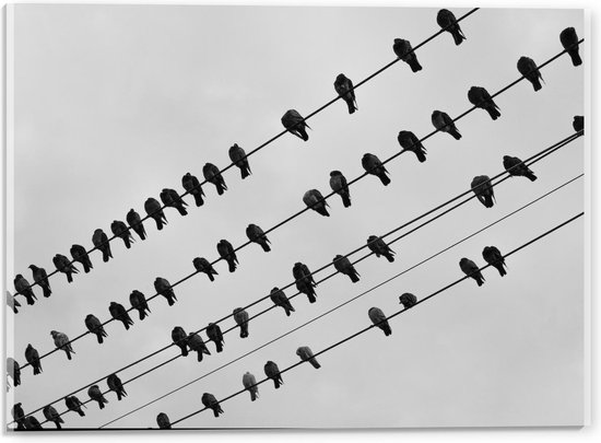 Acrylglas - Zwart/Wit Vogels op een Kabel - 40x30cm Foto op Acrylglas (Met Ophangsysteem)